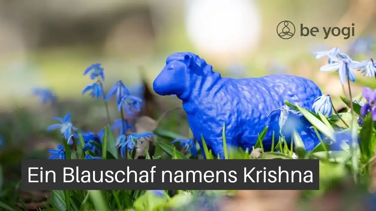 Ein Blauschaf namens Krishna