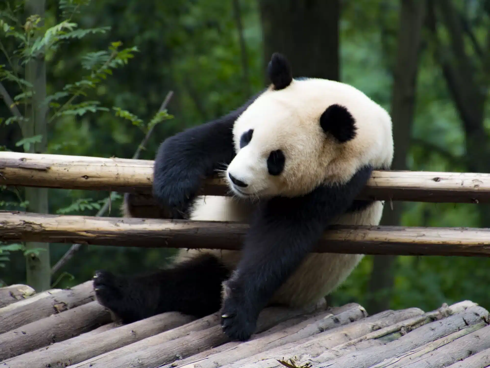 Yoga für die Artenvielfalt: Macht mit beim WWF-Aktionstag!