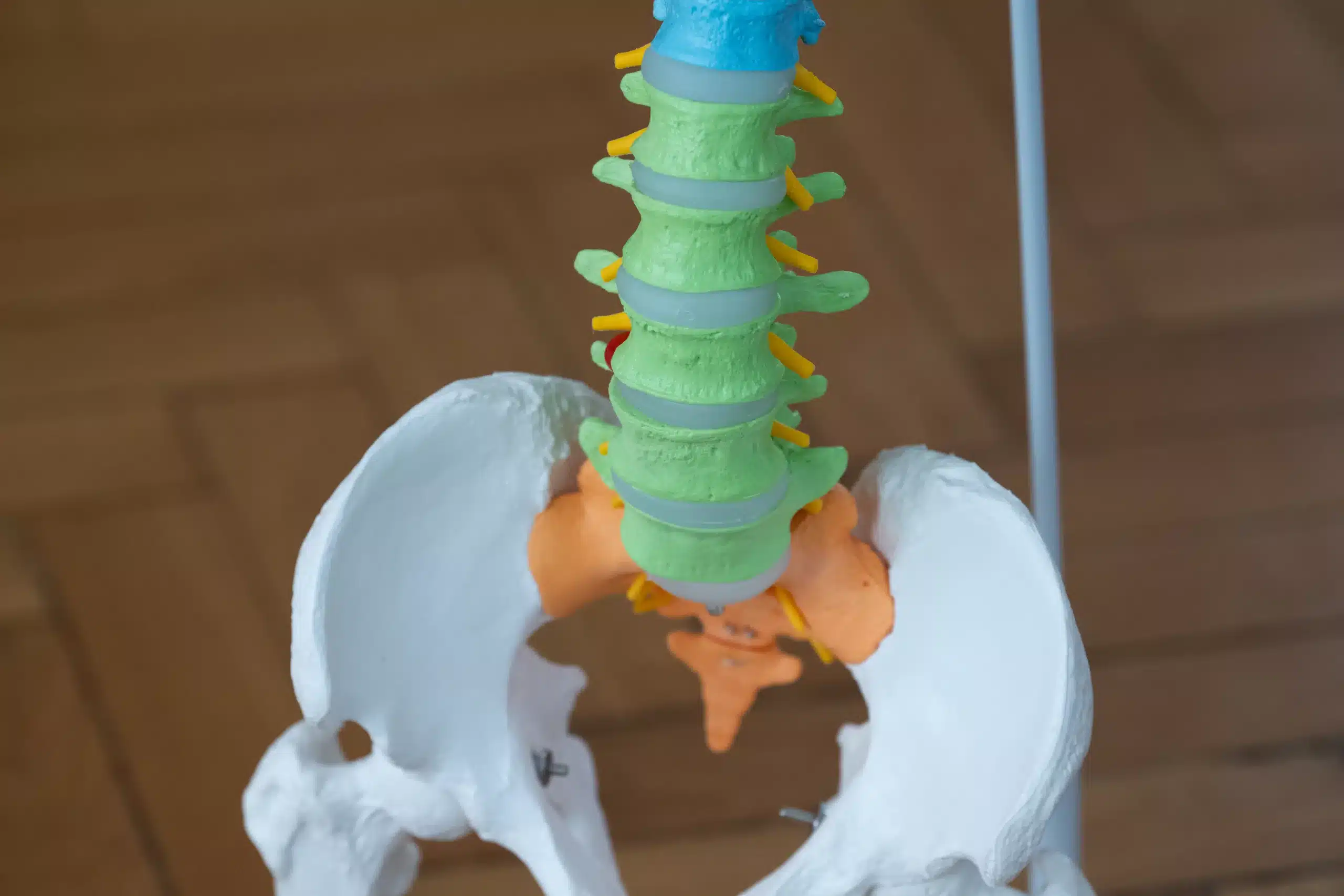 be-yogi-ayurveda-yoga-coaching-karlsruhe-skelett-anatomie-physiologie-ausbildung-